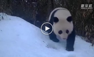 Rare albino panda managed to capture the workers of the Chinese reserve
