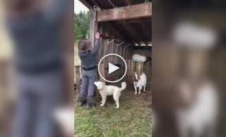 A Farmer Helped a Cat Descend