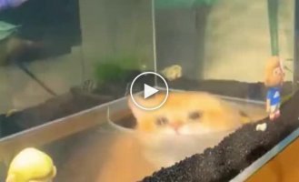 Aquarium for cats