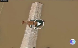 В Бразилии лошадь, спасаясь от наводнения, забралась на крышу