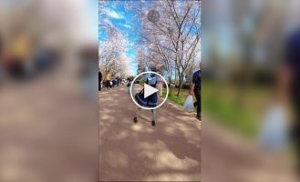 В Китае роботы тоже любуются цветением вишни: металлическая танцовщица отплясала среди деревьев