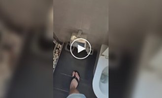 Смелое дизайнерское решение в туалете