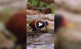 Чудеса маскировки: Как якана прячет своих птенцов