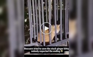 Спасательная операция с рыжим котом пошла не по плану