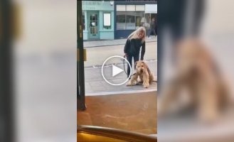 In England, a dog refused to continue a walk until he entered a pub