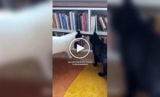 Как мышонок стал питомцем девушки