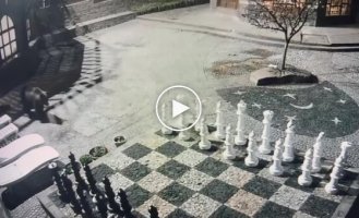 Хід ведмедем: сімейство клишоногих прогулялося по шахівниці