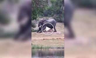 Факт о слонах, который вы предпочли бы не знать