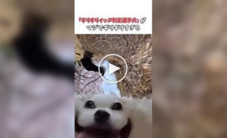 Many-faced Chihuahua