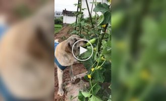 Пес ласує огірком