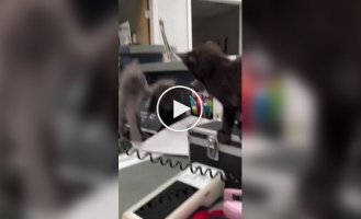 Офисная котовасия