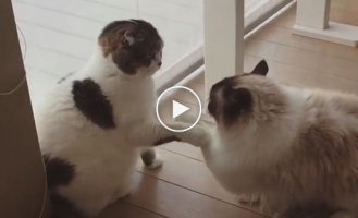 Драка двух очень вежливых котов