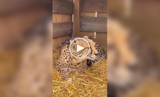 Самка гепарда позвала самца к себе, потому что ей стало одиноко