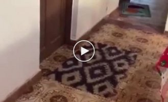 A Smart Dog Cleans Up Carpets When a Woman is Brought in a Wheelchair