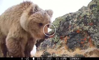 Последним, кого увидела в своей жизни фотоловушка, был хозяин тайги