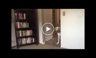 A Labrador that is afraid of ordinary flooring