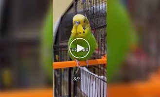 Разговорчивый попугай попал в Книгу рекордов Гиннесса