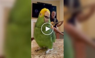 Performance by a talented parrot