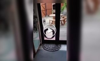 Некоторые собаки те еще разрушители