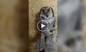 Сова любить, коли їй сверблять голову
