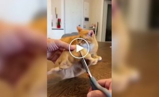 Що робити з вовною свого вихованця