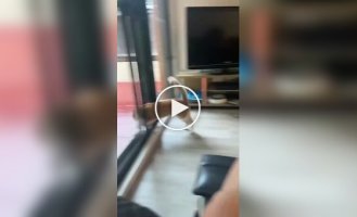 Невдала прогулянка кота в дощову погоду
