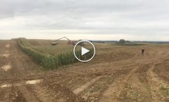 A herd of wild boars in a corn field runs away from a combine harvester