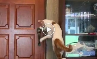 Cat and door