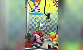 Best prize: a cat climbed into a toy machine