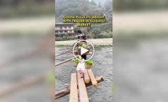 A goose helps its owner