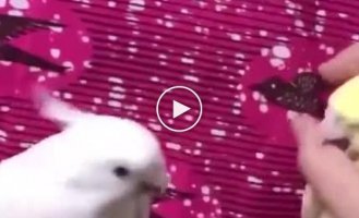 A parrot threw a tantrum, jealous of his owner with another bird