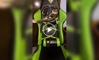 Купил себе игровое кресло