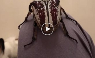 The impressive size of the goliath beetle