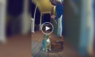 Ночные выступления нейрокота