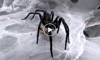 Кормление паука