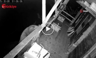 У Туреччині голодний ведмідь забрався на балкон житлового будинку за медом