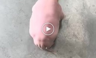 Some strange pig