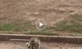 The monkey draws a protective circle