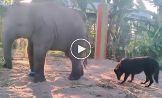 The dog and the baby elephant did not share the territory of the enclosure