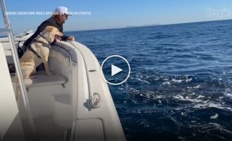 Встреча пса с китами