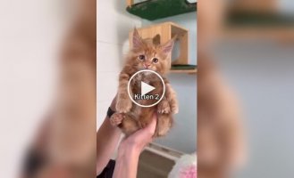 В кошачьем принтере кончилась краска