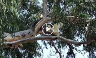 An indignant parrot defends its tree from an uninvited guest