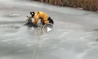 Пожарные спасли собаку, которая провалилась на тонком льду