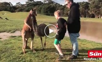 Агрессивный кенгуру ударил мальчика