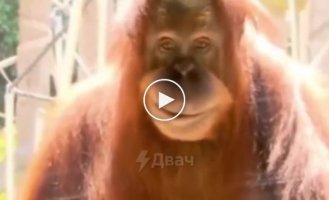 The glassy look and sinister smile of an orangutan