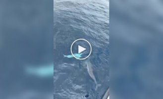 У водах Тайваню зняли рідкісного білого дельфіна