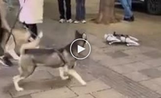 Interesting reaction of dogs to a robot