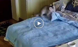 Котик старательно делает себе лежанку из пледа