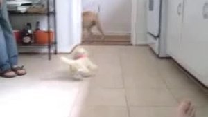Игрушечный песик против собаки