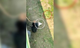 В Китае шимпанзе вернула посетителям упавшие очки
